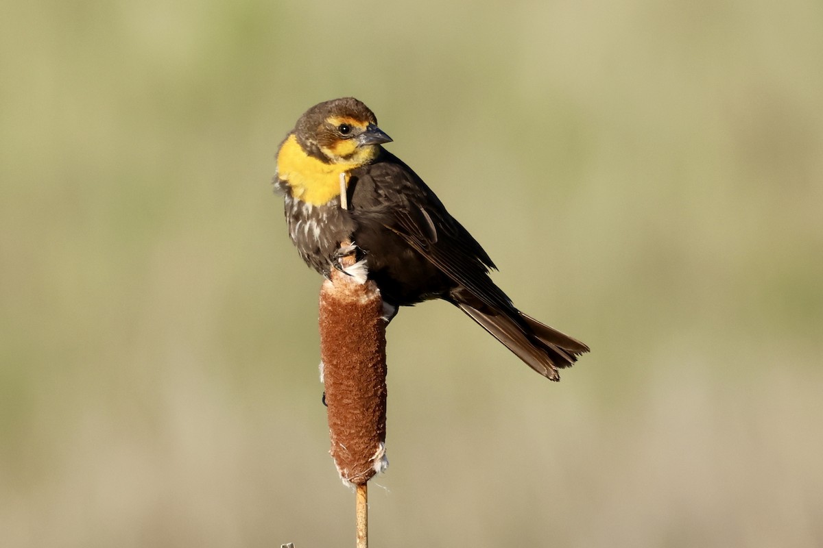 Yellow-headed Blackbird - ML591021851