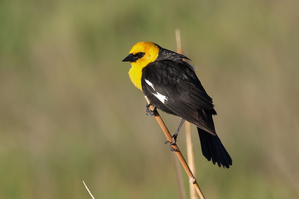 Yellow-headed Blackbird - ML591021861
