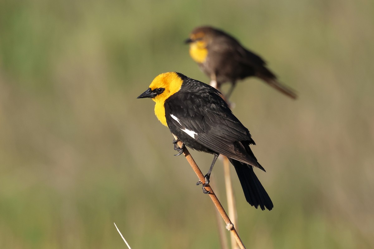 Yellow-headed Blackbird - ML591021871