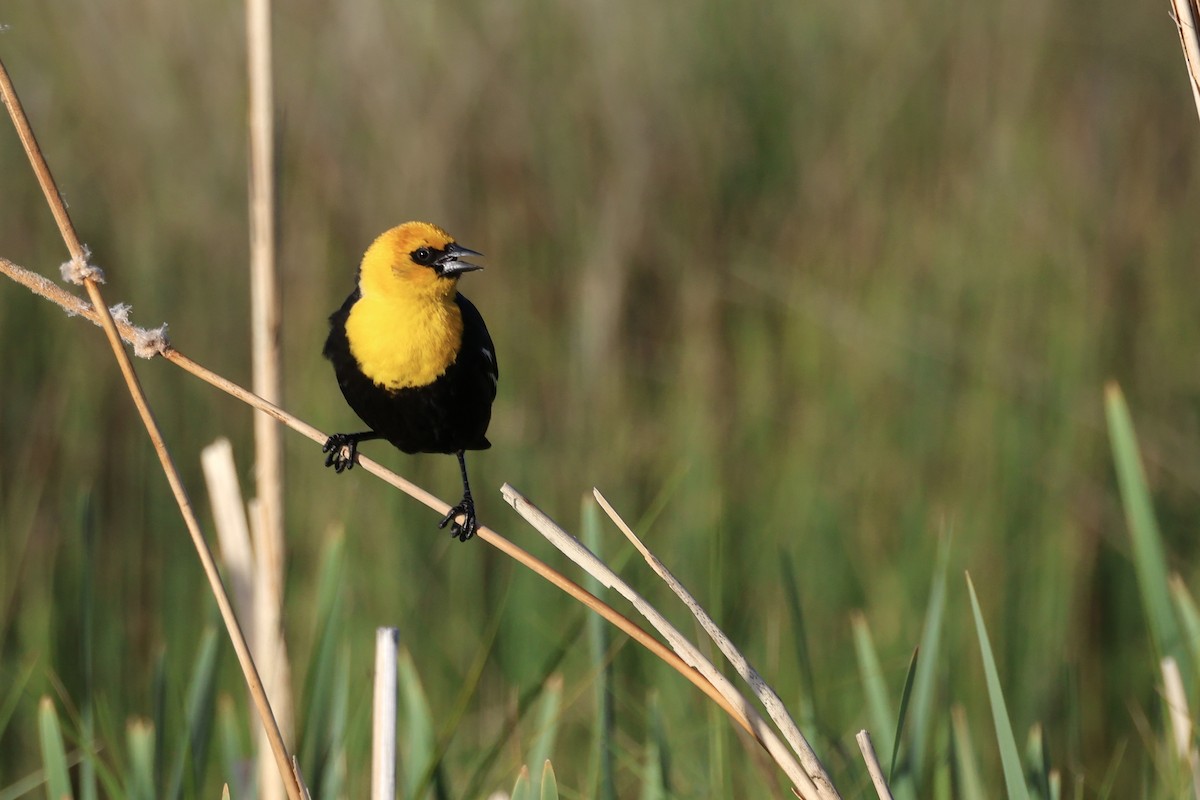 Yellow-headed Blackbird - ML591021881