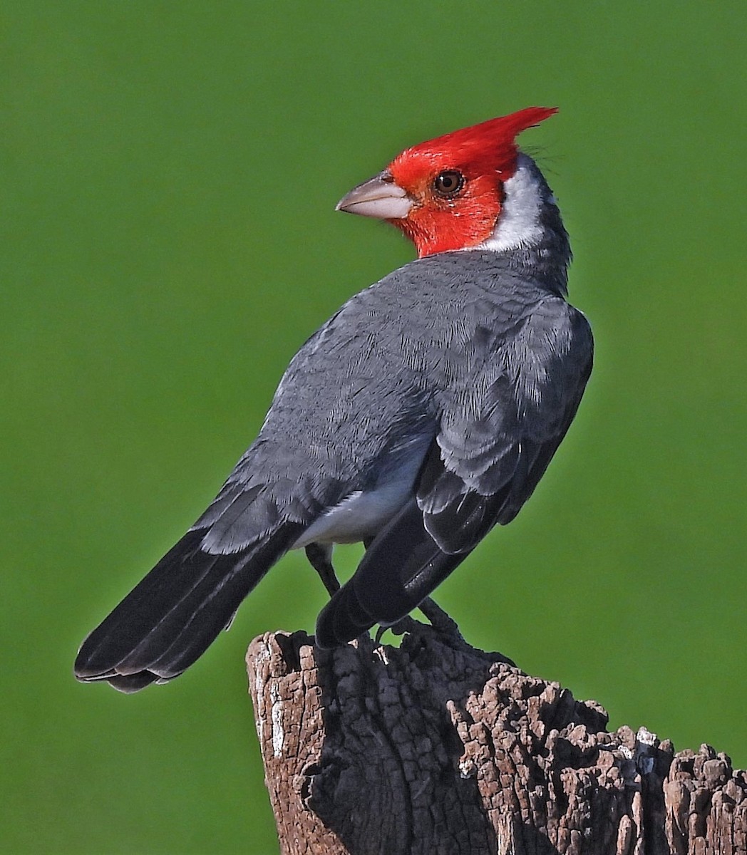 Red-crested Cardinal - ML591022041
