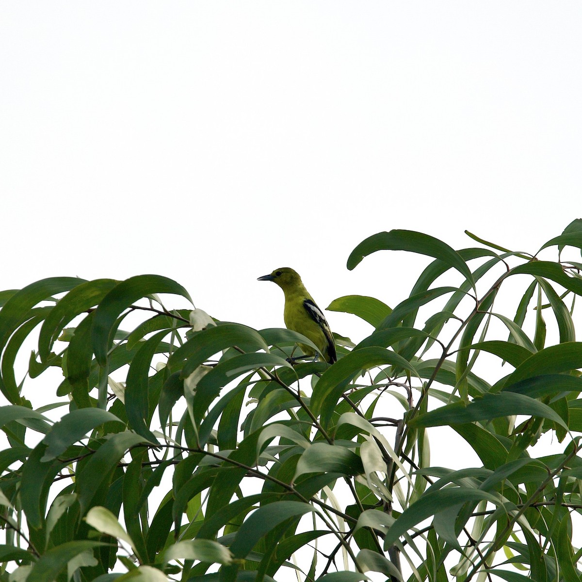 Common Iora - ML591022471