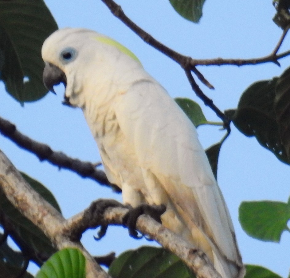 Blue-eyed Cockatoo - John Finch