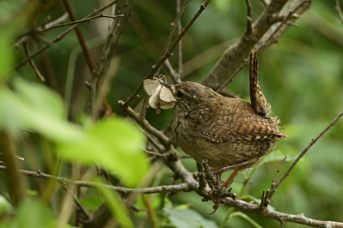 Халгайч урагчин - ML591023051