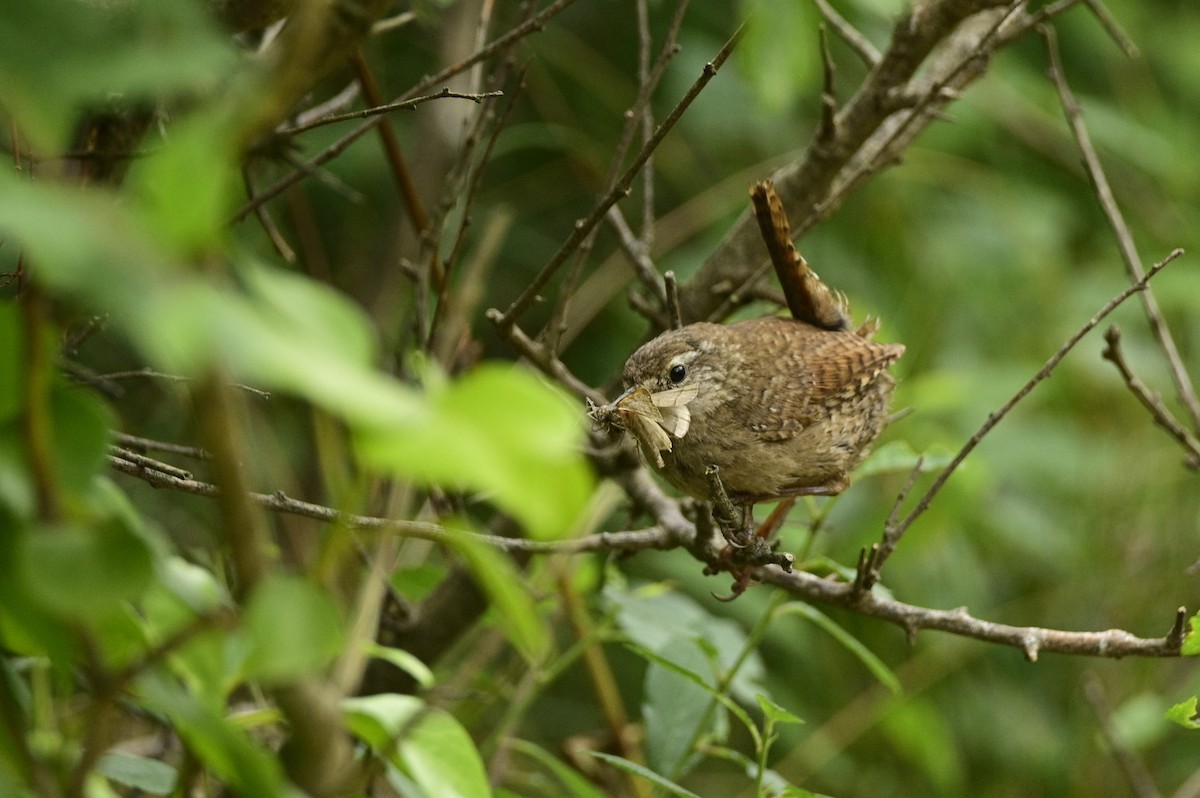 Халгайч урагчин - ML591023071