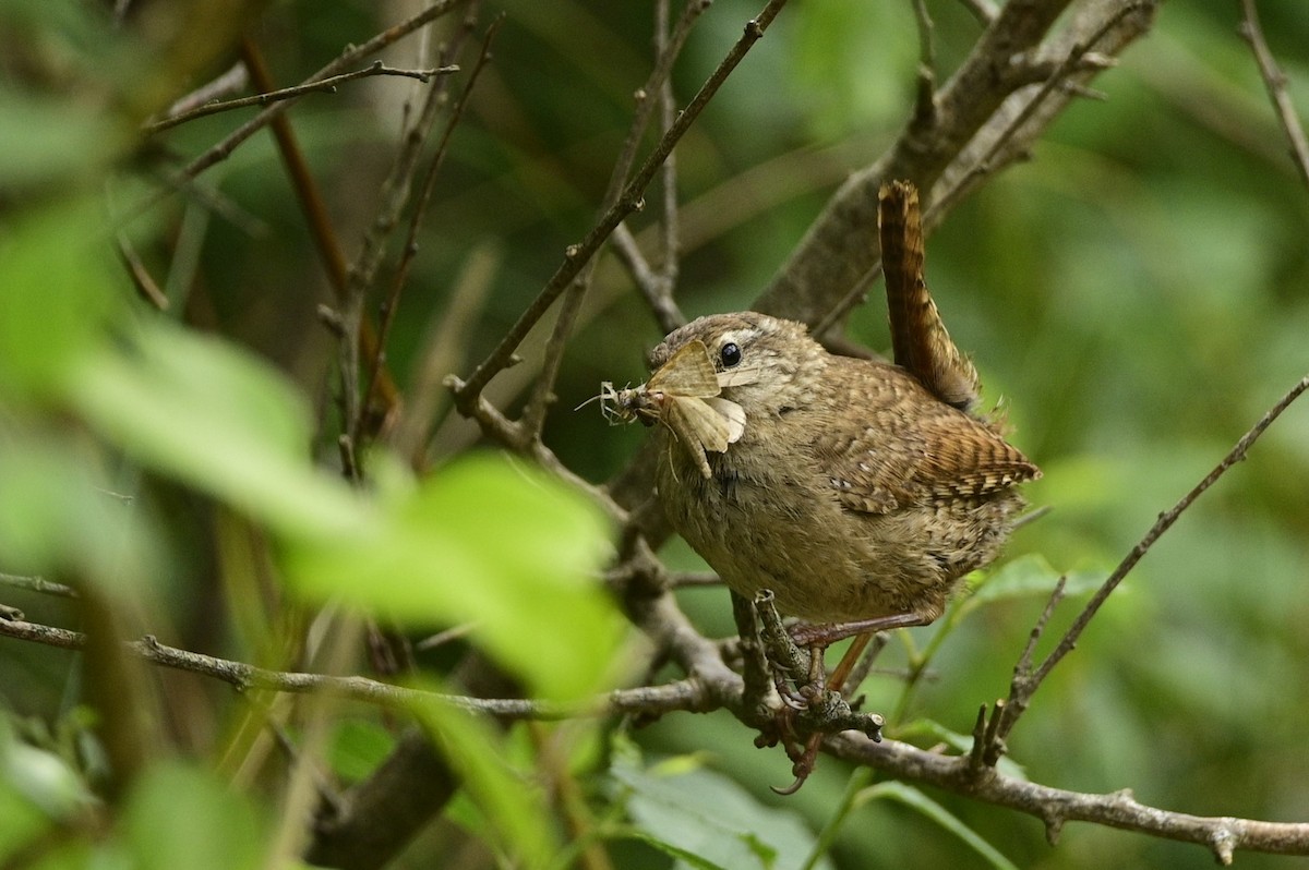 Халгайч урагчин - ML591023081