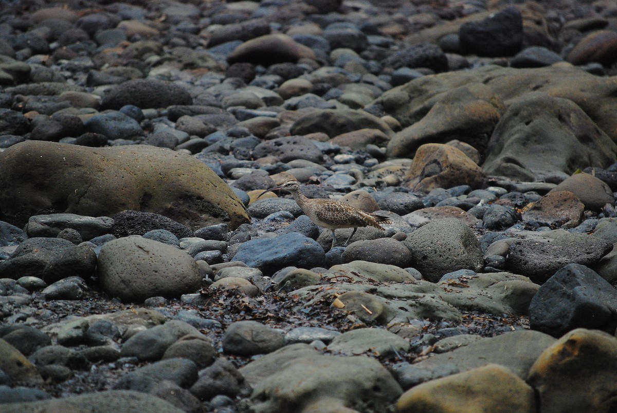Hudsonian Whimbrel - ML591023091