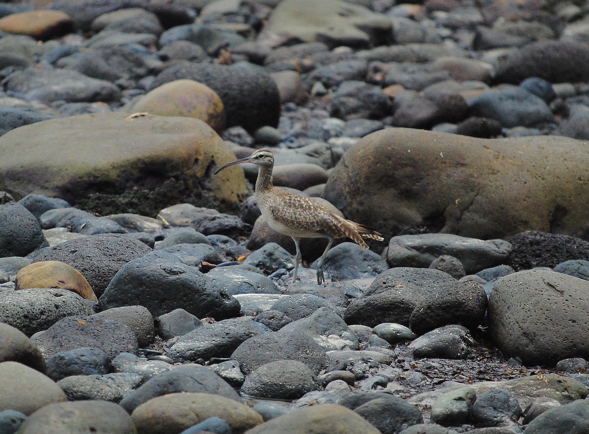 Hudsonian Whimbrel - ML591023861