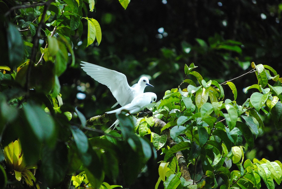 Blue-billed White-Tern - ML591024051
