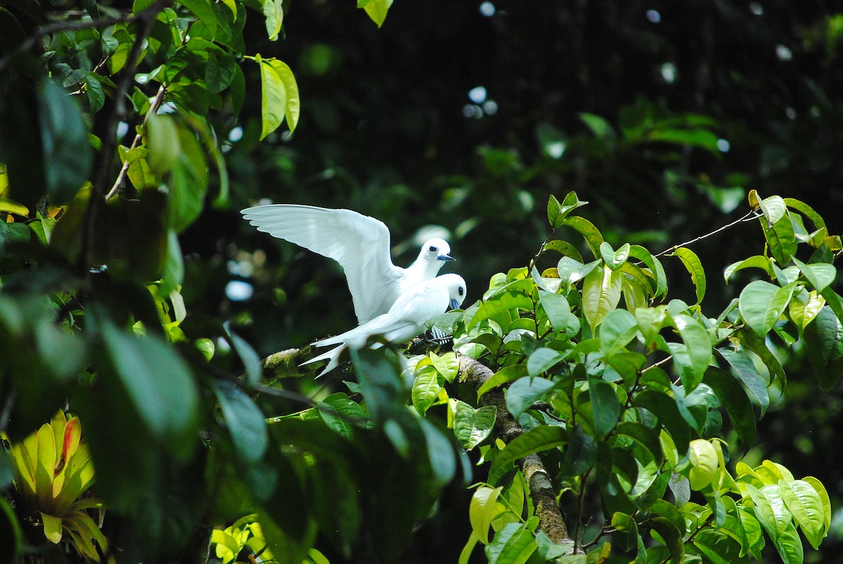 Blue-billed White-Tern - ML591024121