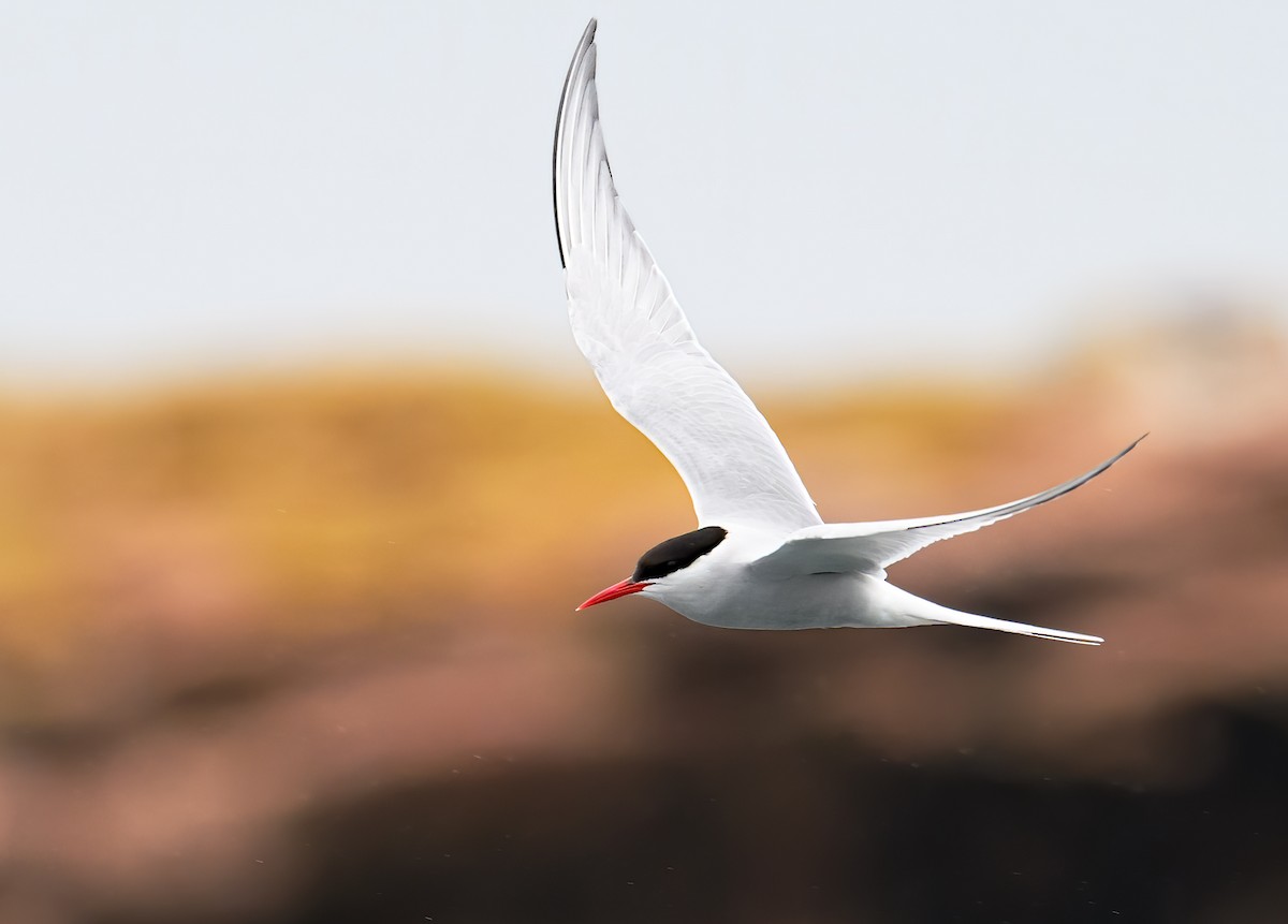 Arctic Tern - Matthew Addicks