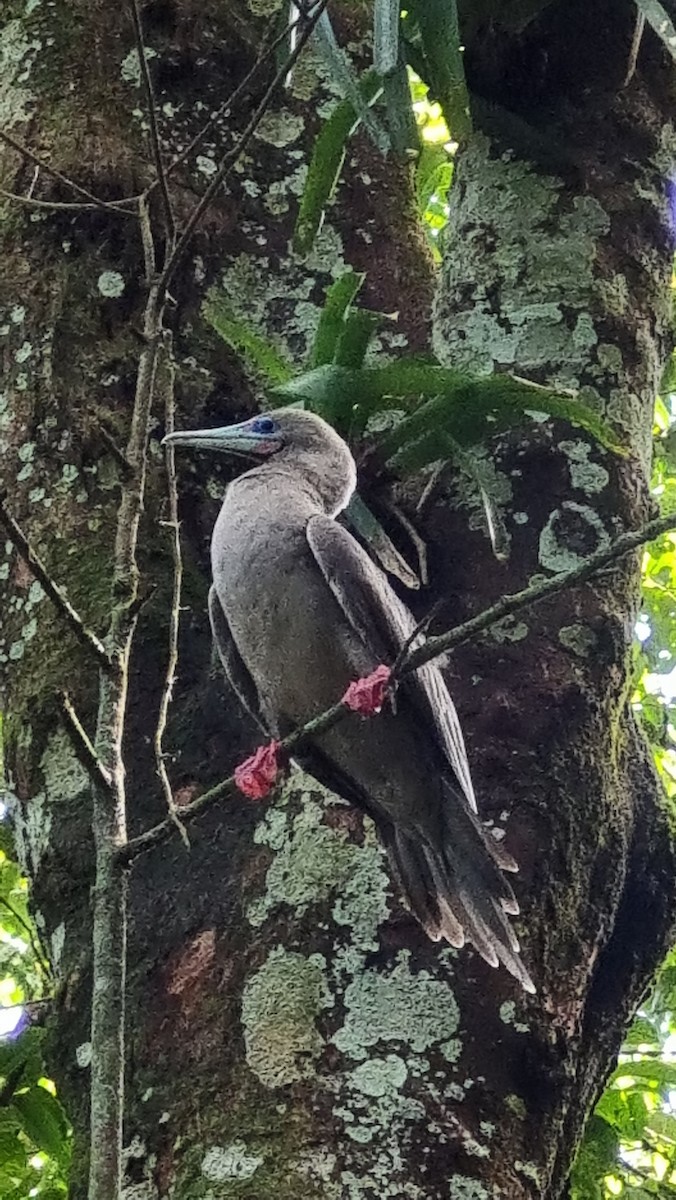 Red-footed Booby - Emmanuel Arias