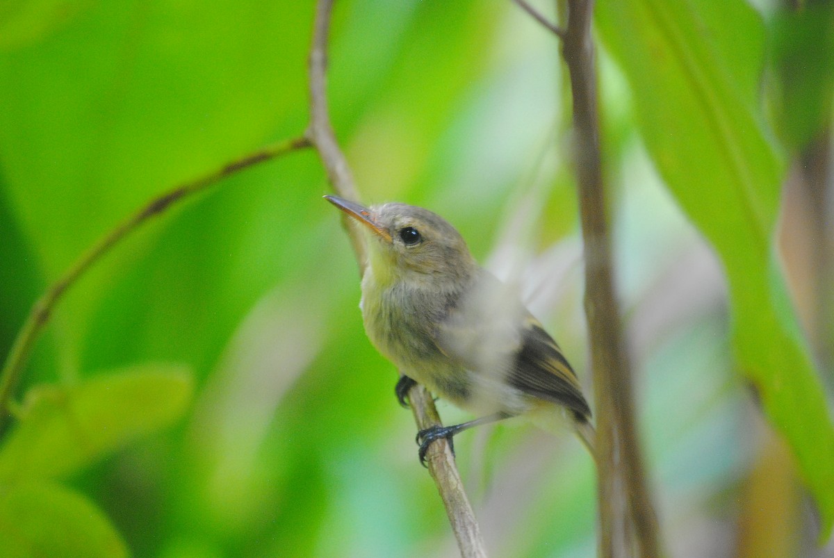 Cocos Tyrannulet - Emmanuel Arias