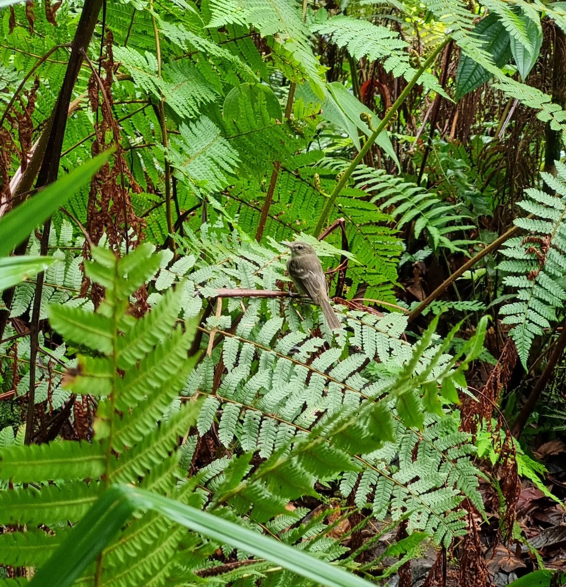 Cocos Tyrannulet - Emmanuel Arias