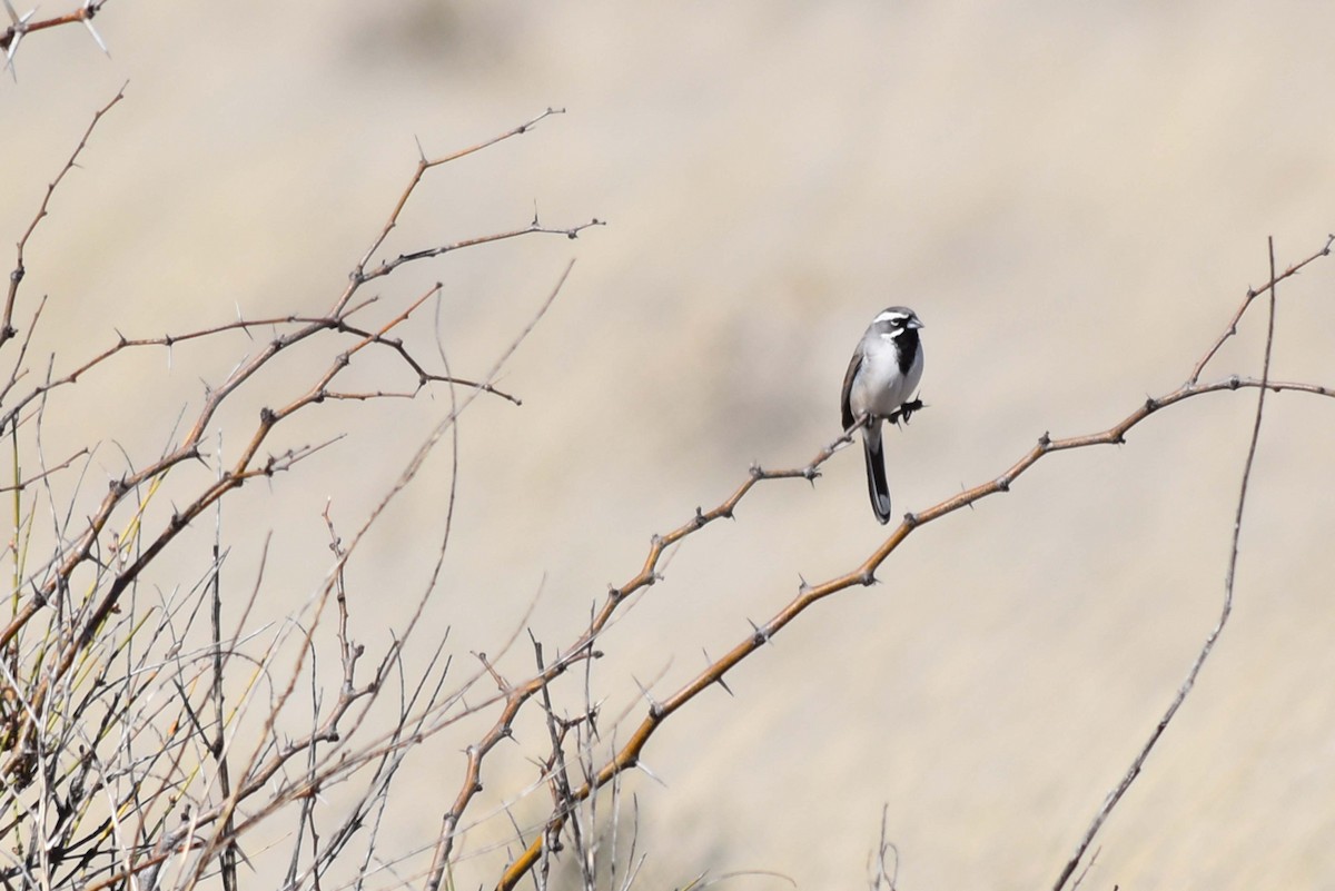 Black-throated Sparrow - ML591024961