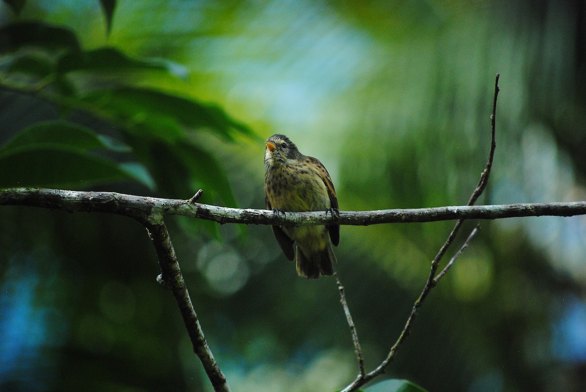 Cocos Finch - Emmanuel Arias