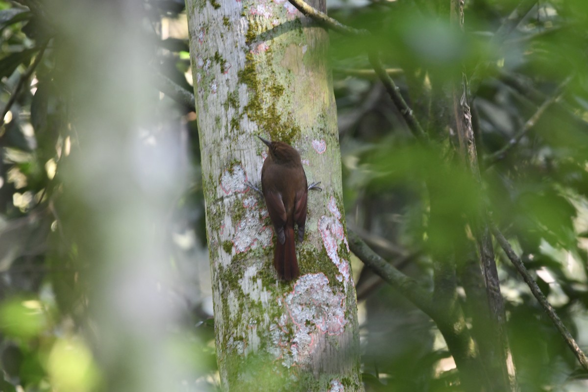 Plain-winged Woodcreeper (Plain-winged) - Chris Farias