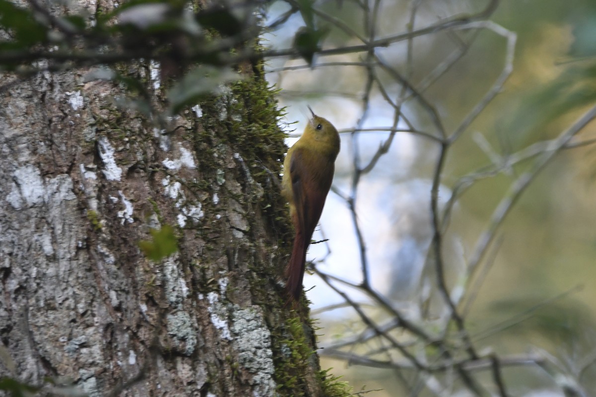 Olivaceous Woodcreeper - Chris Farias