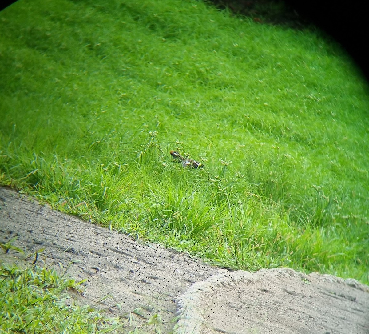 Bobolink - ML591025691