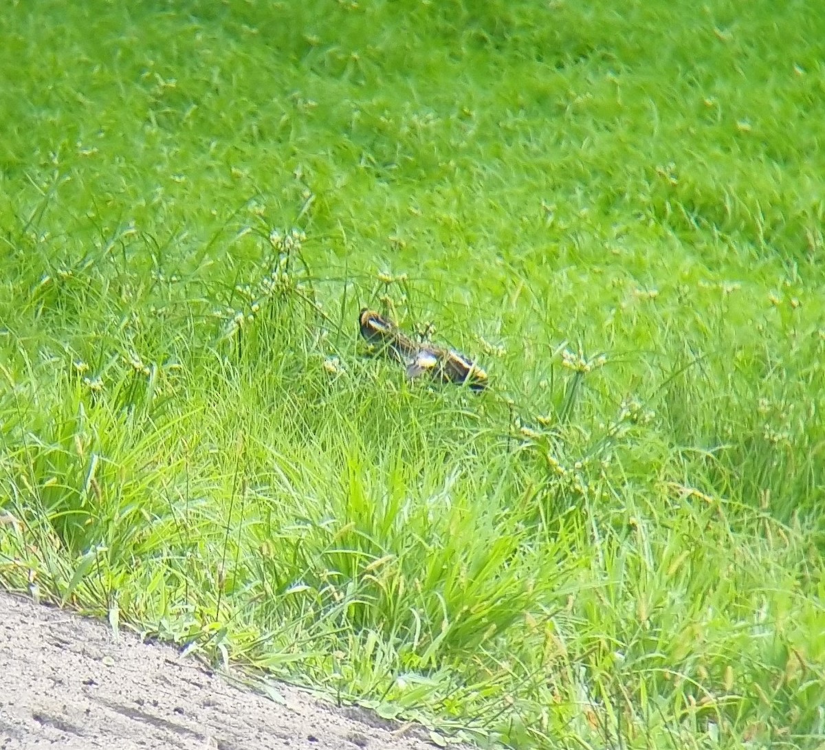 Bobolink - ML591025711