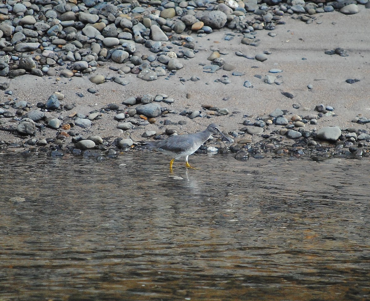 Wandering Tattler - ML591026241