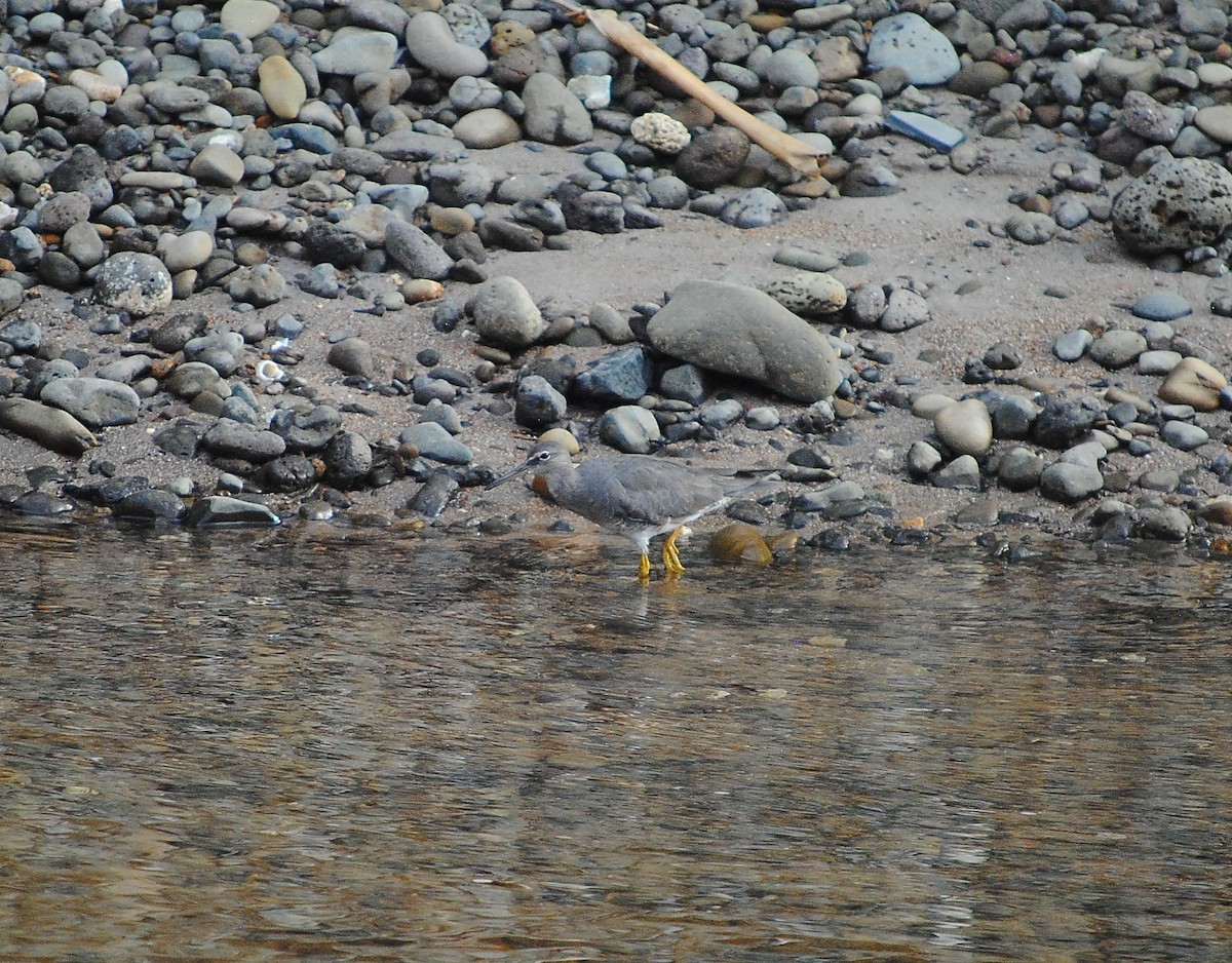 Wandering Tattler - ML591026351