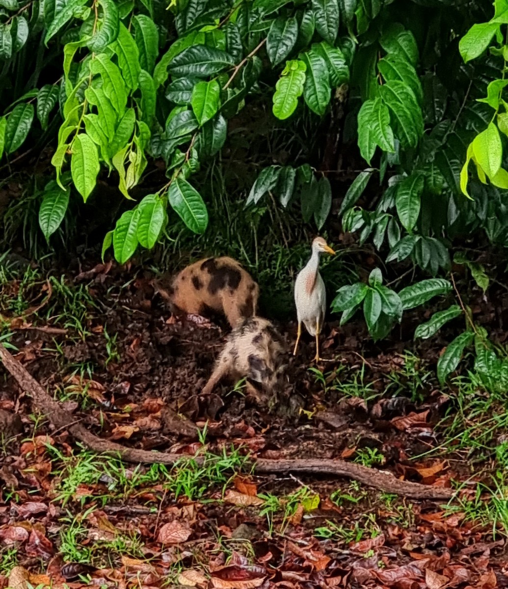 Western Cattle-Egret - Emmanuel Arias