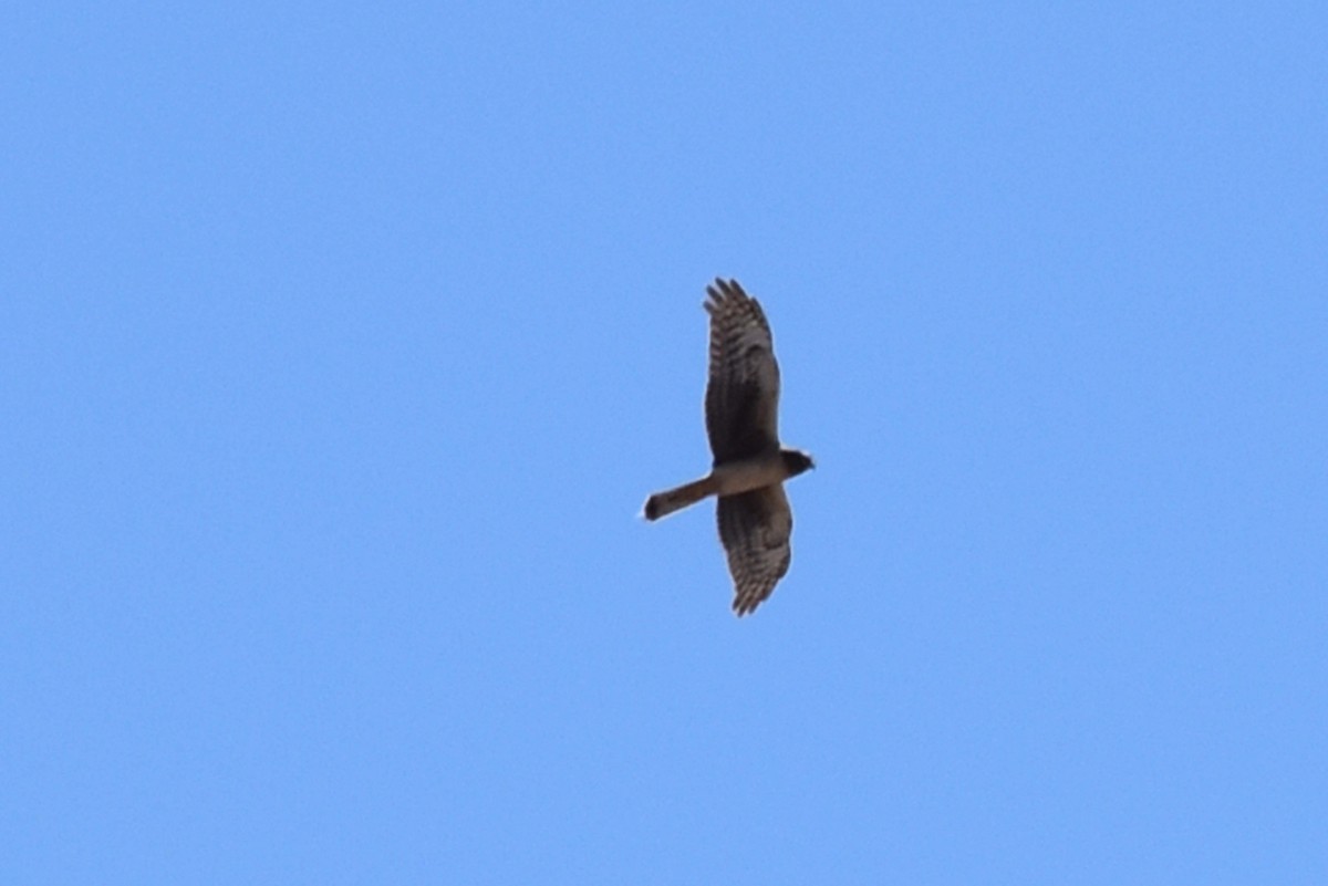 Northern Harrier - ML591027521