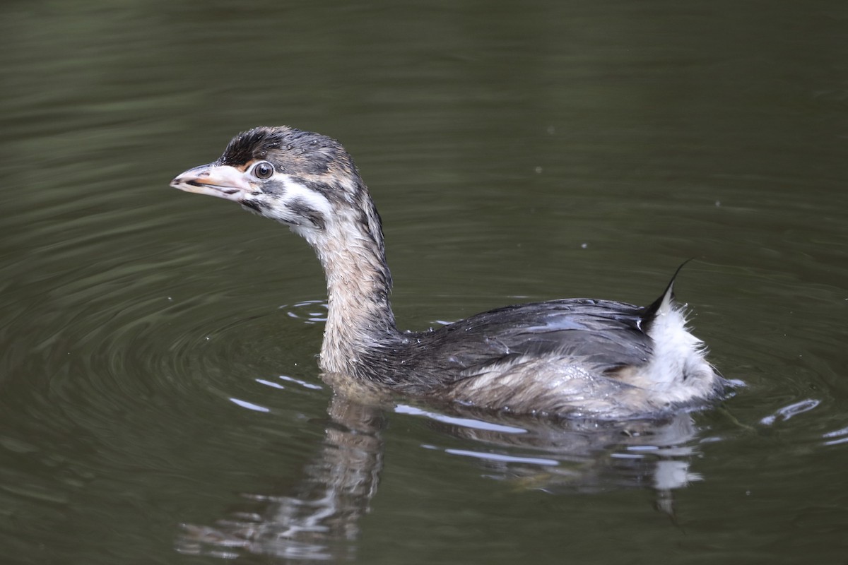 Pied-billed Grebe - ML591027801