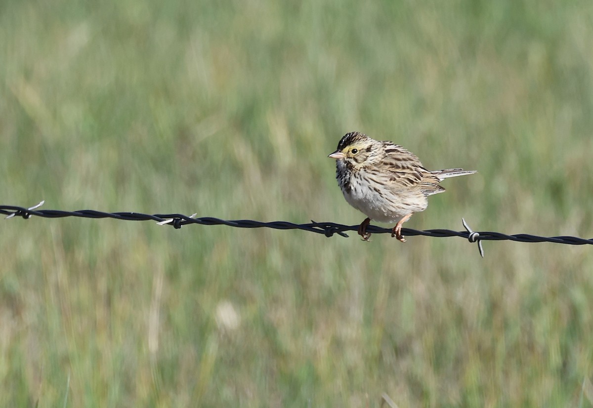Savannah Sparrow - ML591027851