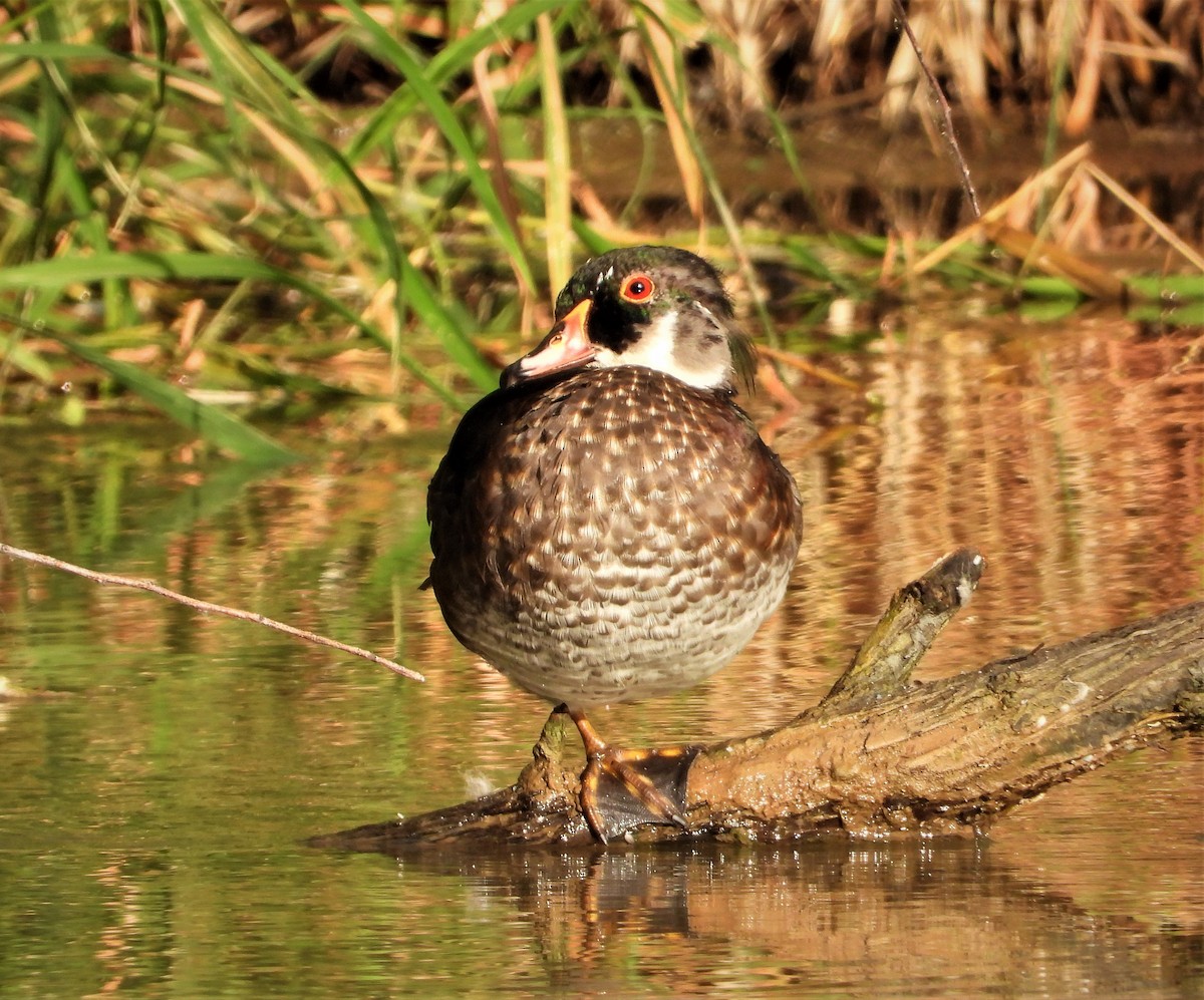Wood Duck - ML591028671