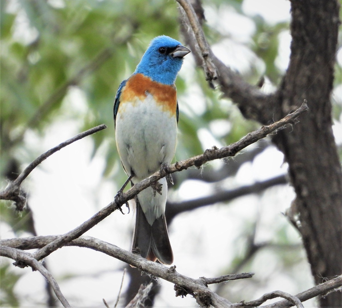 Lazuli Bunting - ML591028741