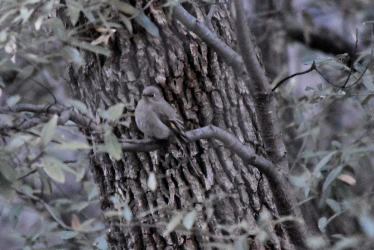 Townsend's Solitaire - ML591028781