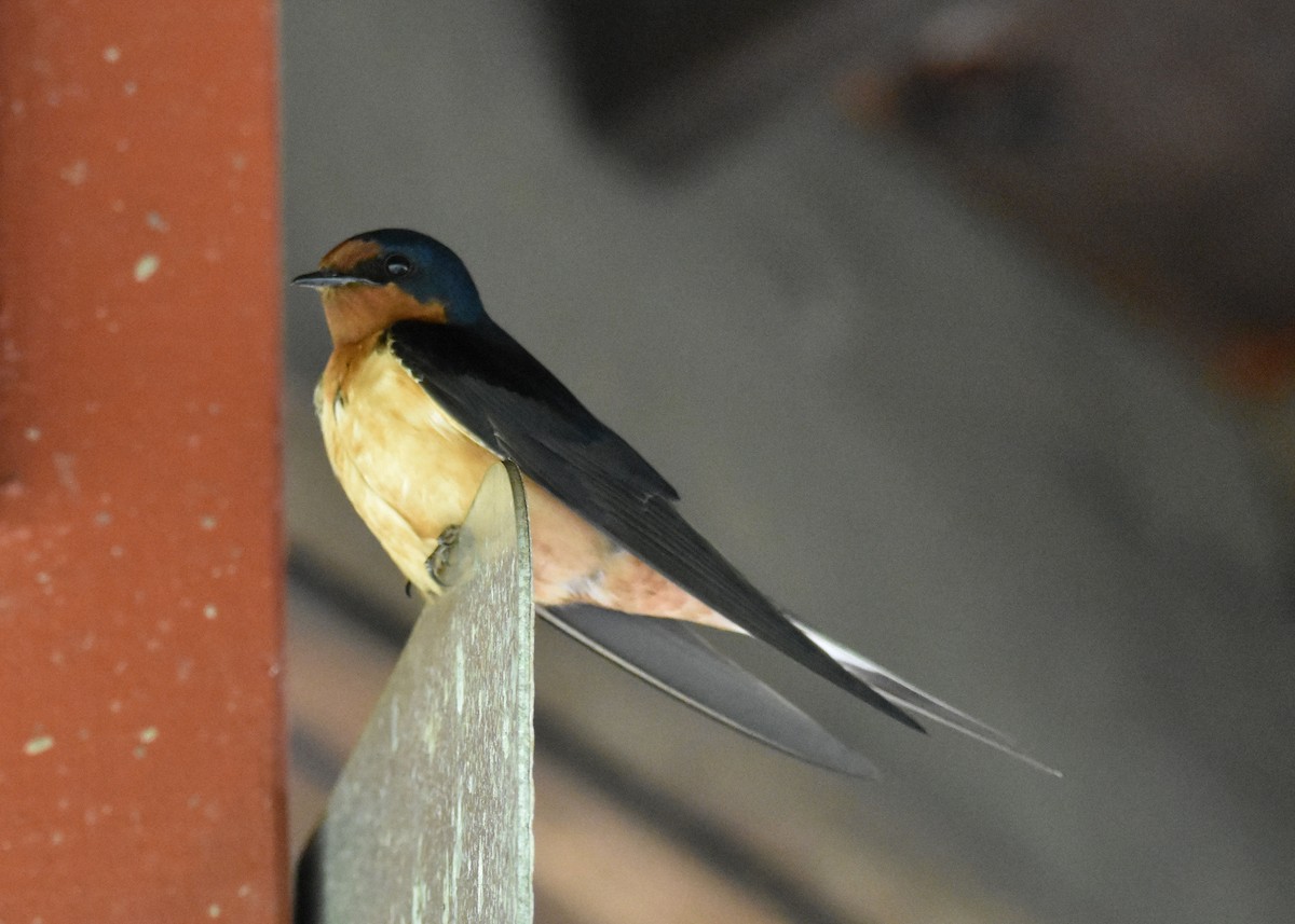 Barn Swallow - ML591028871