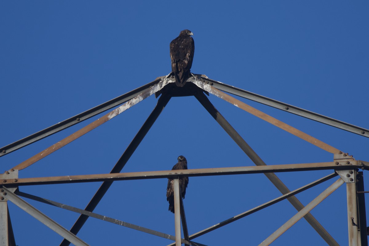 Águila Real - ML591029811