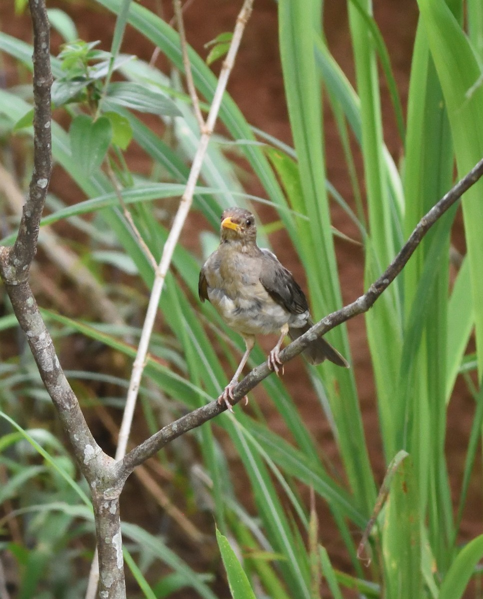 African Thrush - ML591030021