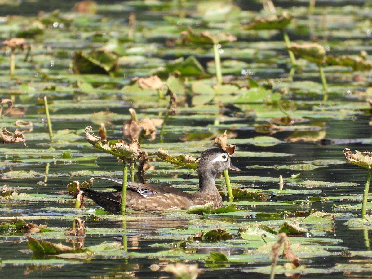 Wood Duck - ML591030701