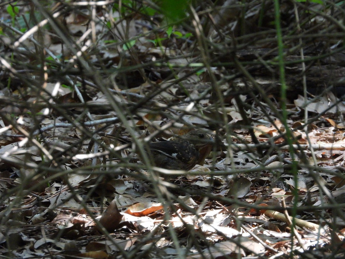 Eastern Towhee - ML591030771