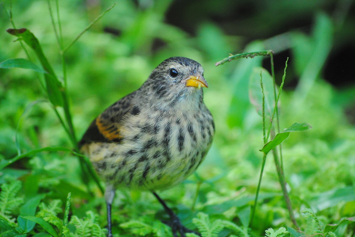 Cocos Finch - Emmanuel Arias