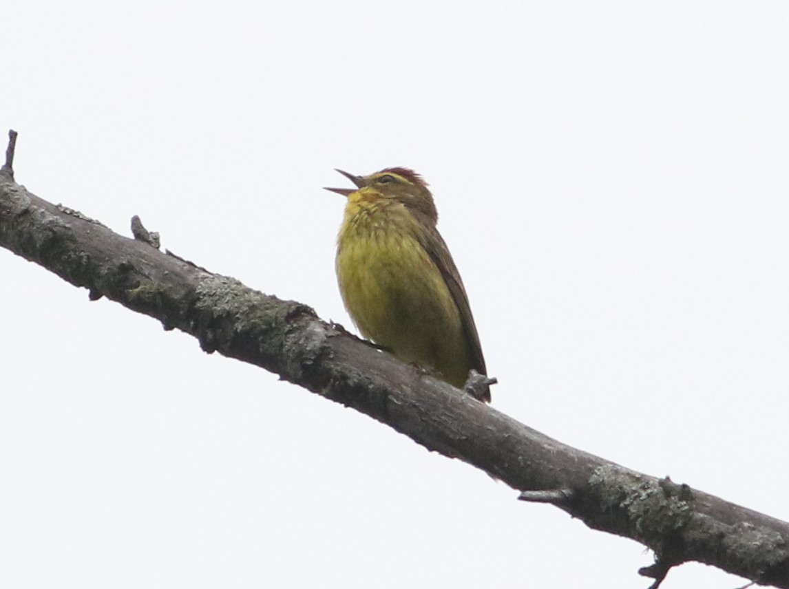 Palm Warbler (Yellow) - ML591032561