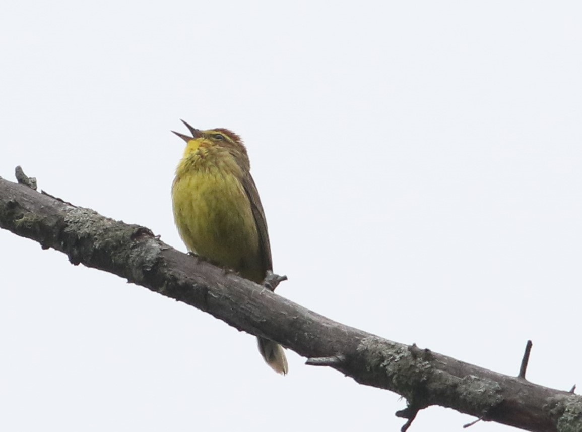 Palm Warbler (Yellow) - ML591032571