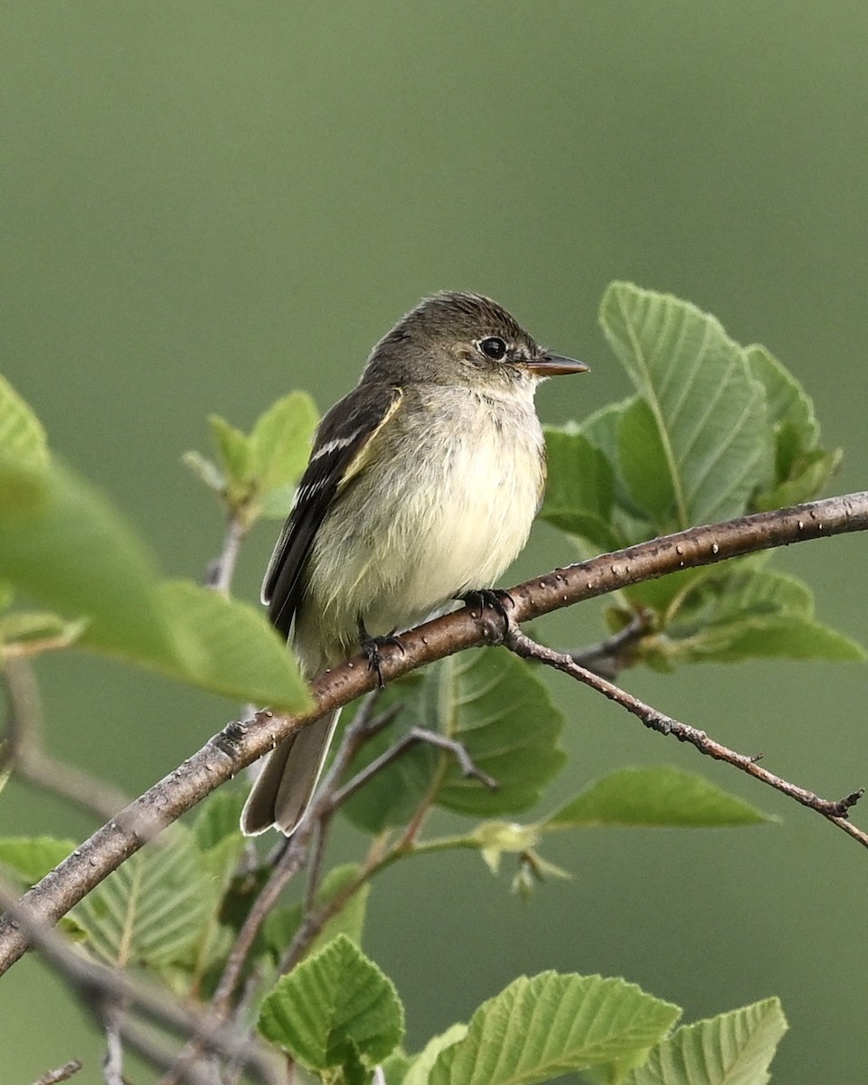 Alder Flycatcher - ML591035071