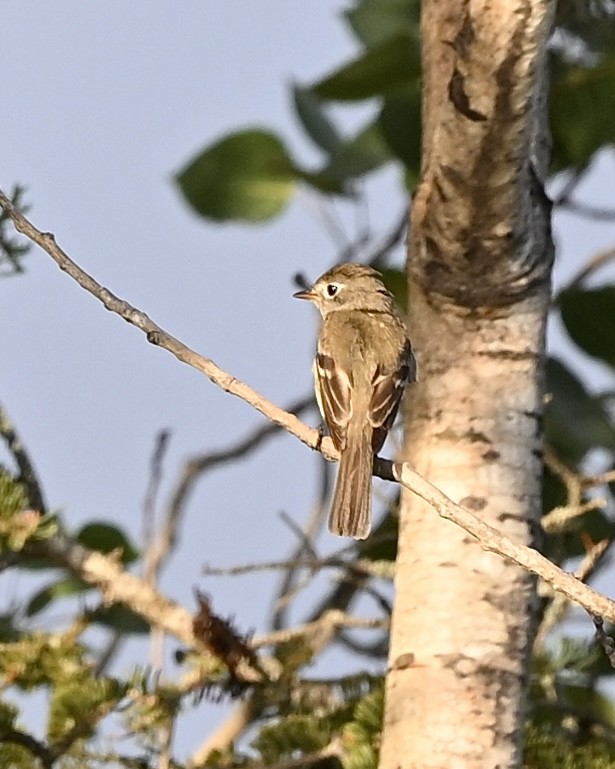 Least Flycatcher - ML591035171