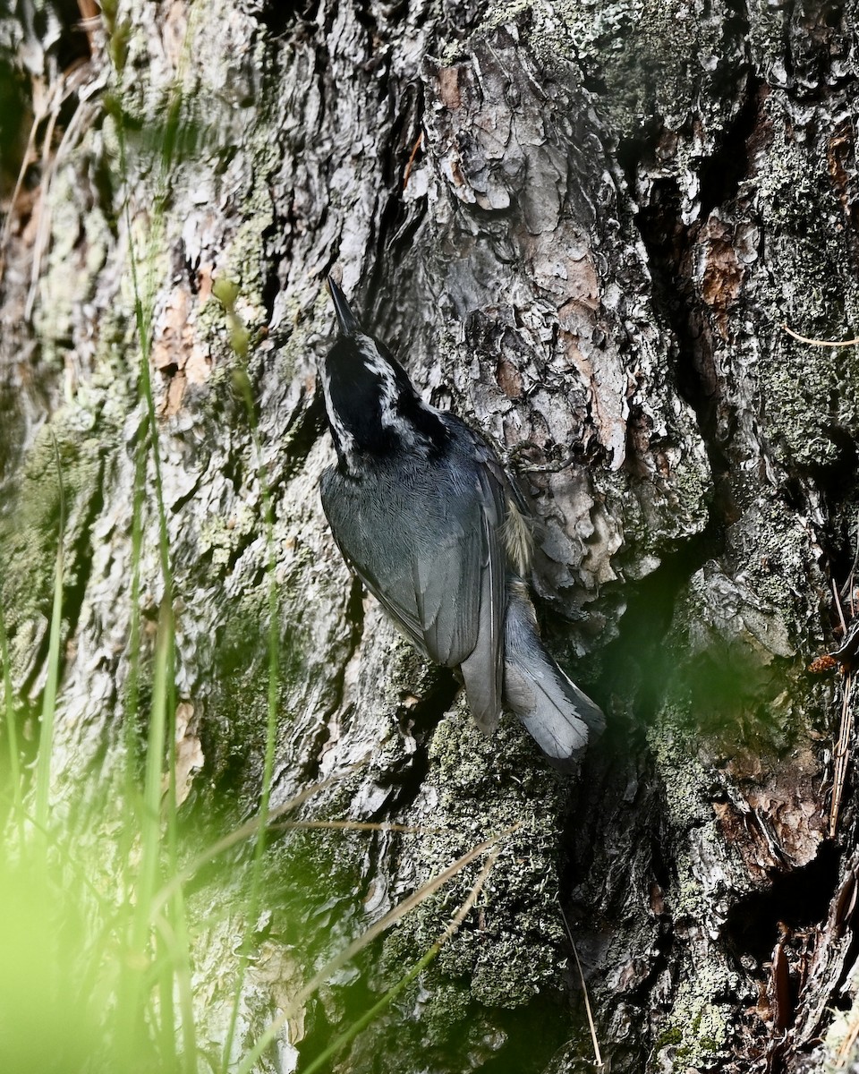 Red-breasted Nuthatch - ML591035231
