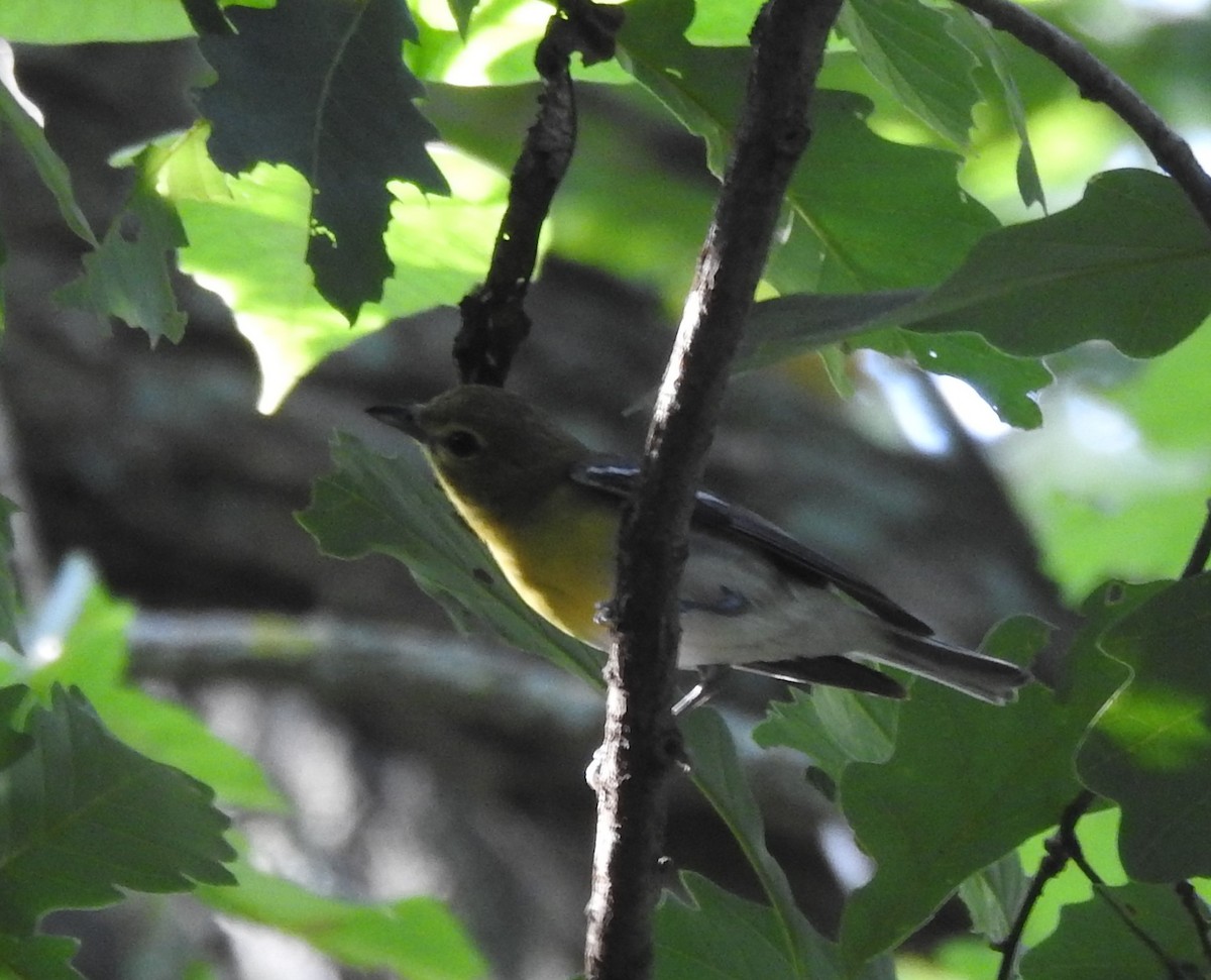 Yellow-throated Vireo - ML591035321