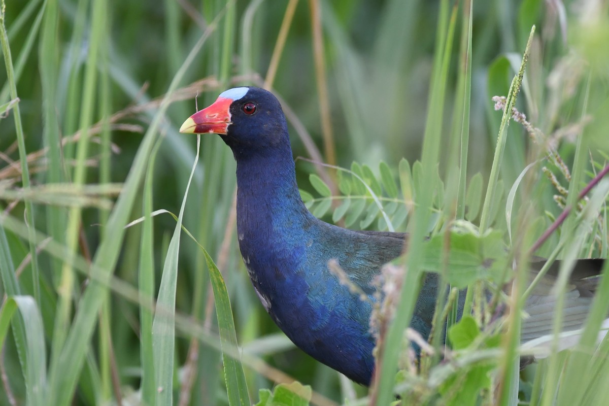 Purple Gallinule - Suzanne Mottin