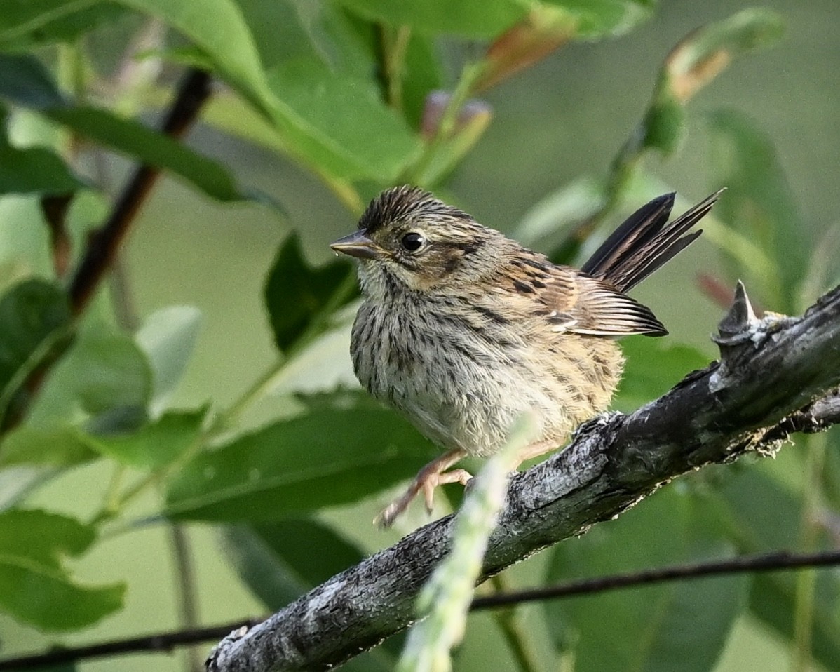 Lincoln's Sparrow - ML591035581