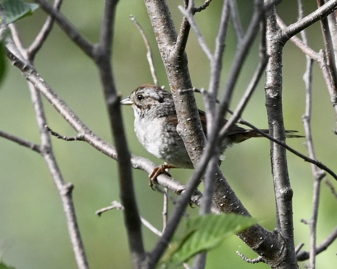 Swamp Sparrow - ML591035721
