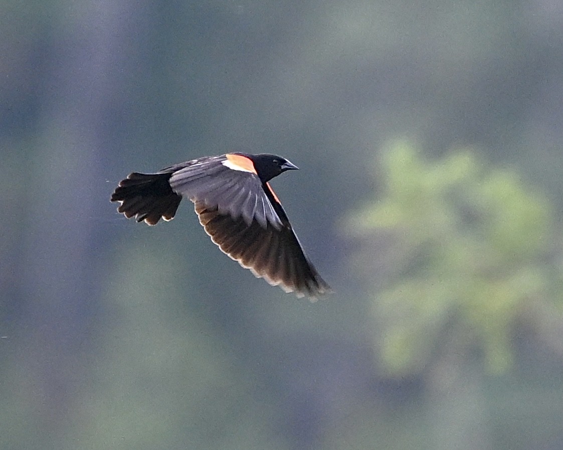 Red-winged Blackbird - ML591035801