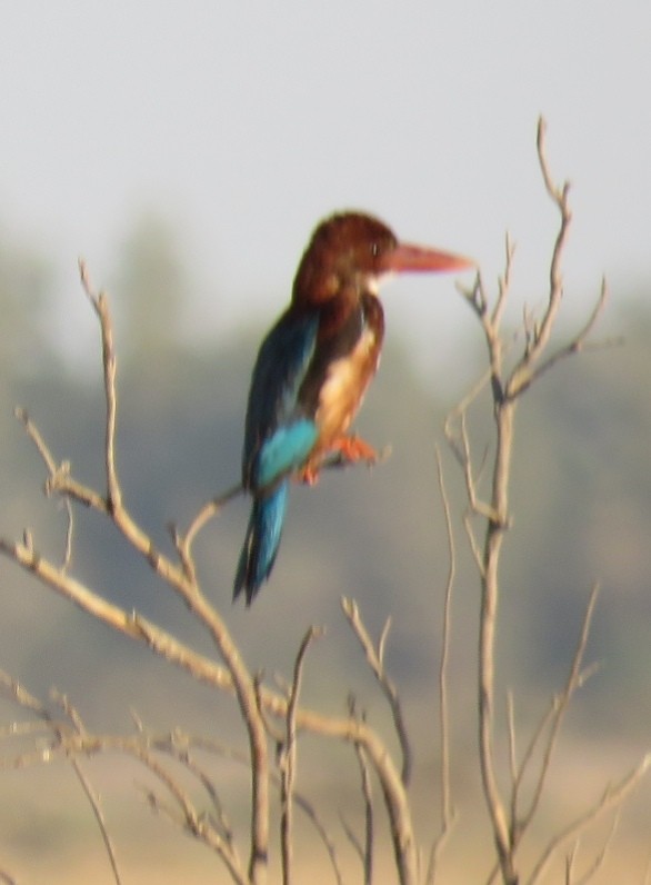 White-throated Kingfisher - ML591036001